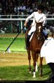 Cavalieri22.jpg