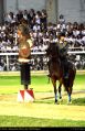 Cavalieri18.jpg